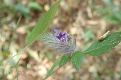 Haplanthodes nilgherrensis